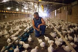 farming 4